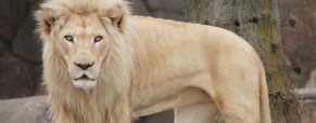 Siegfried and Roy’s White Lion Dies
