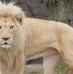 Siegfried and Roy’s White Lion Dies