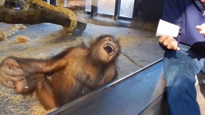 Orangutan Magic
