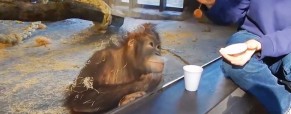 Magic Fools A Monkey