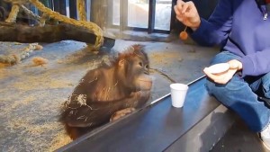 Orangutan Magic
